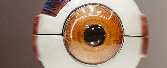 a model of an eye with a brown iris
